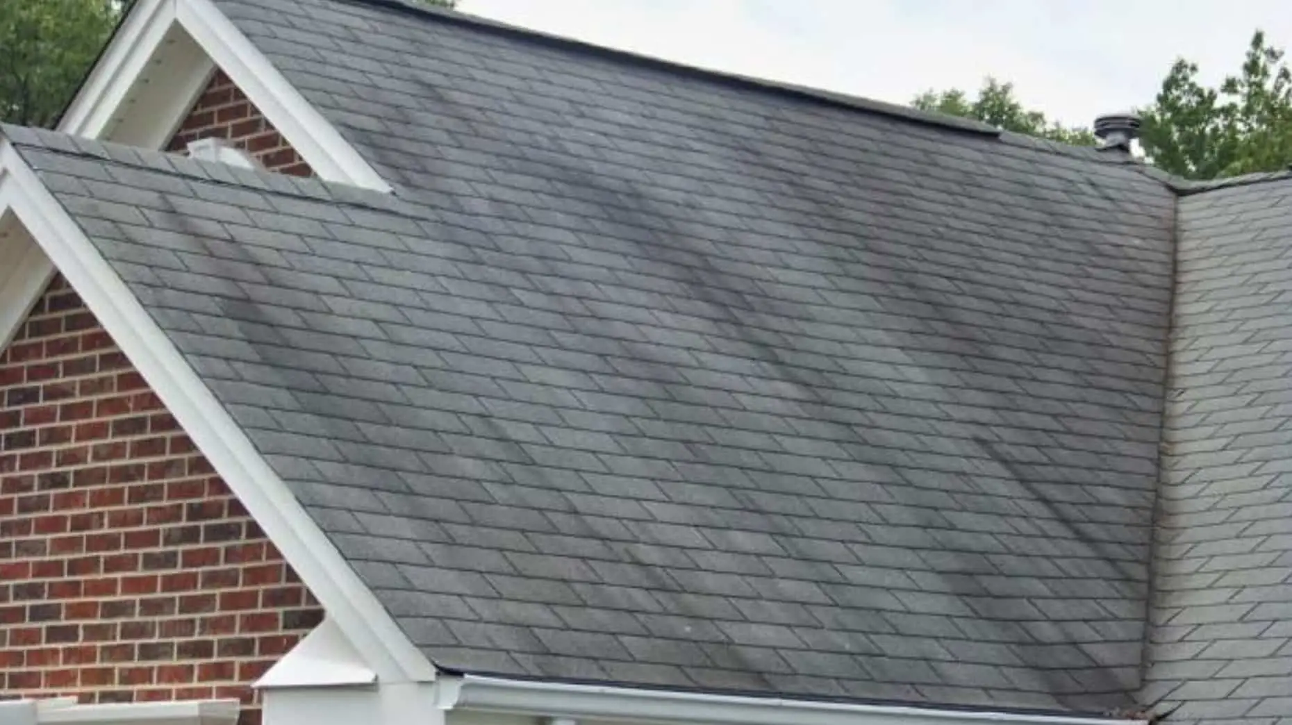algae growing on roof that causes black streaks